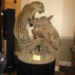 Leopard and Warthog