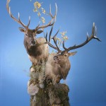 Elk Pedestal