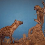 Hyena and Baboon