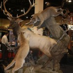 Mountain Lions and Elk