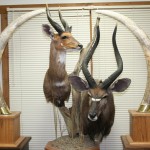 Bushbuck and Nyala Pedestal