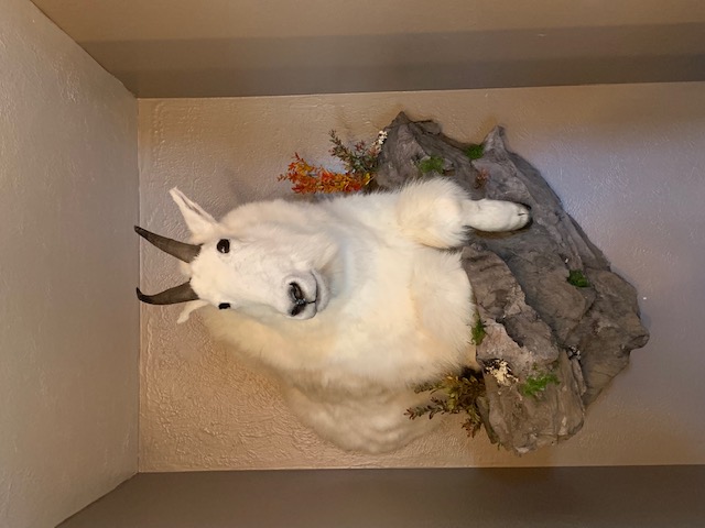 mountain goat Taxidermy